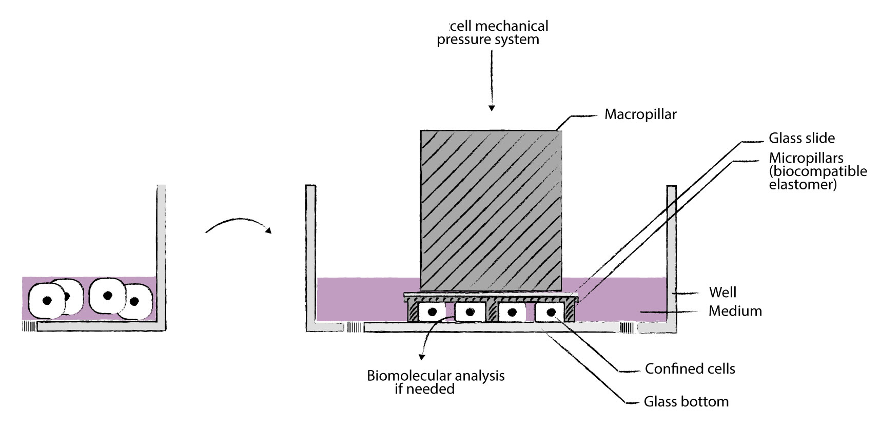 cellconfiner细胞限制器