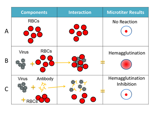The HI test involves the interaction of red blood cells (RBCs), antibody and influenza virus.