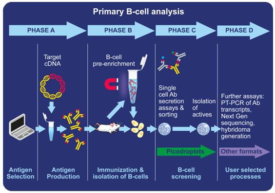 Primary B cell analysis workflow