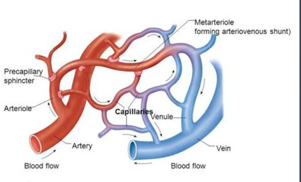 动态体外模块化毛细血管-小静脉模块化系统