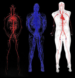3D打印人体血液循环系统