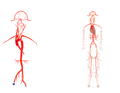 3D打印人体血流动力学血管和心脏模型