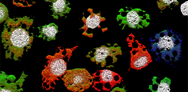 virus mosquito cells