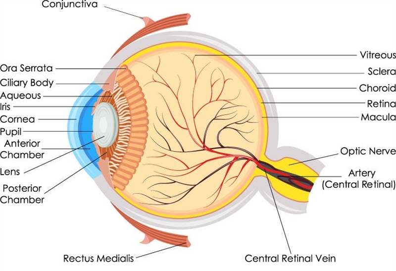Retina