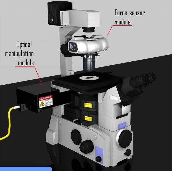 活细胞和组织细胞力学光镊系统，专为细胞内微流变学、细胞核机械转导、细胞膜机械感受器力、运动蛋白活性或细胞细胞相互作用等应用而设计