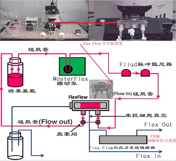 细胞牵张拉伸力与流体切应力同时进行