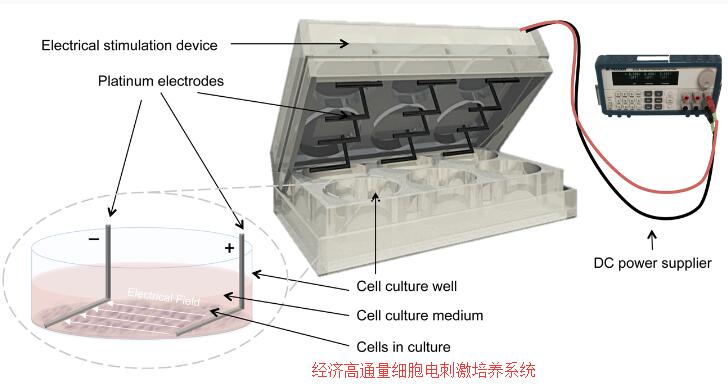 经济型高通量细胞电刺激培养系统，多孔板电刺激仪