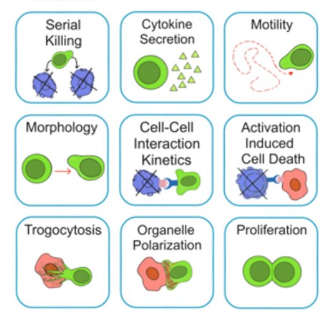 1687775054013032038.png 表征数千个细胞的迁移、接触动力学和细胞死亡.png